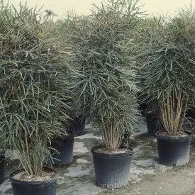 thumbnail for publication: Dizygotheca elegantissima False Aralia